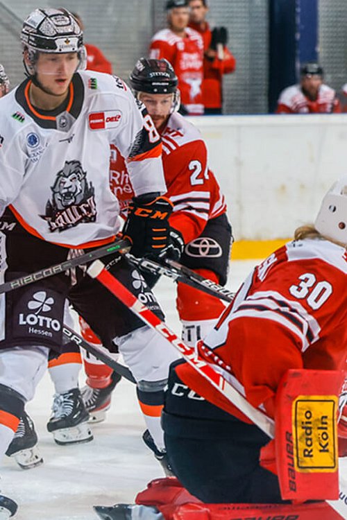 Löwen bissiger als Haie