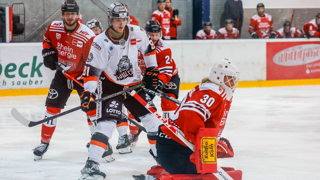 Löwen bissiger als Haie Löwen bissiger als Haie